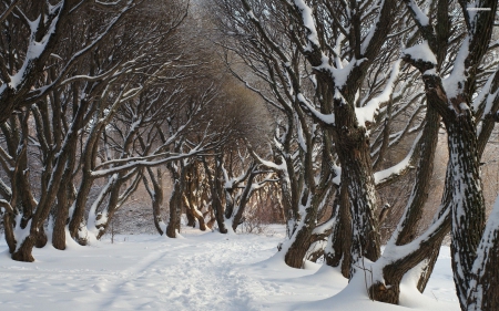 Winter Pathway - Trees, Winter, Snow, Trail