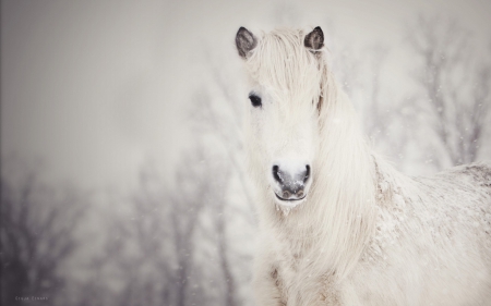 White Horse in the Snow - white, winter, horses, snow, animals