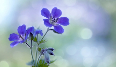 Flowers - flowers, beautiful, nature, blue