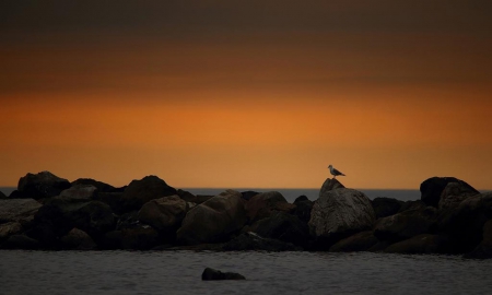 Amazing Sunset - beach, amazing, sunset, bird