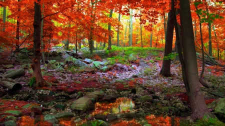 A Puddle In The Autumn Woods