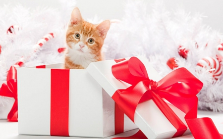 Cute Cat - gift, animal, Christmas, cat