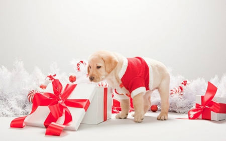 Cute Dog - gift, ribbon, dog, christmas