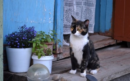 She's name Musandra - three-colored, musandra, Calico cat, cat