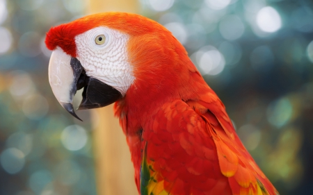 Colorful Parrot - animals, bird, parrot, colorful