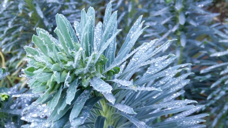 After the Rain - california, sanfrancisco, botany, telegraphhill, flora