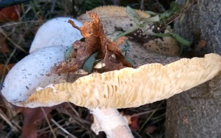 Not for Spaghetti, IV - capecod, mushroom, autumn, flora, botany