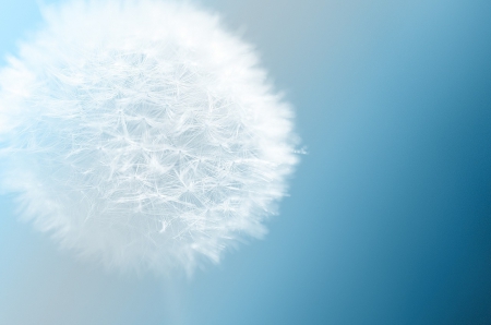 Dandelion â™¥ - nature, blue, beautiful, dandelion, fragile