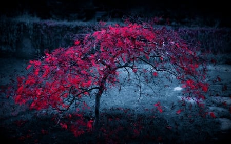 Tree with red leaves - leaves, tree, nature, night