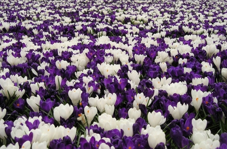 White And Purple - white, purple, flowers, beautiful