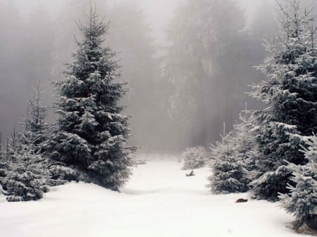 Beautiful Winter - winter, nature, snow, beautiful