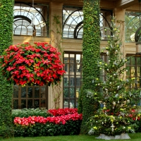 winter garden with poinsettias