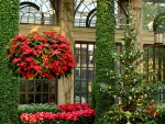 winter garden with poinsettias