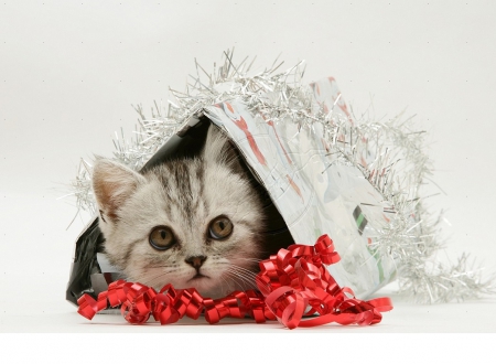 Cute Christmas Gift - christmas gift, cute kitten, animals, cats