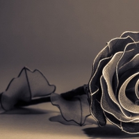 Black Rose