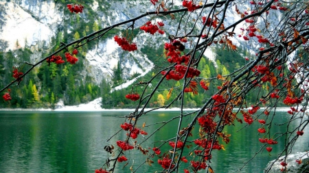 Lovely Lake - calm, nature, lake, trees, mountain, green, snowy