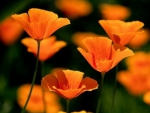 Orange Flowers