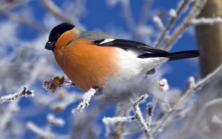 Bullfinch on Winter Branch - nature, bullfinch, branch, winter, tree