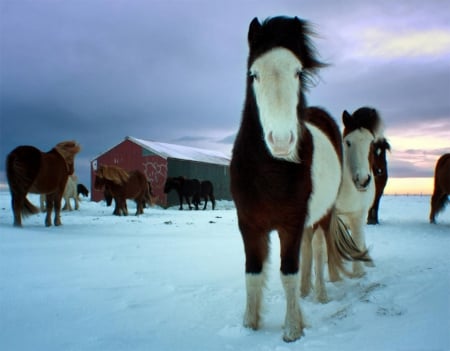 Icelandic Horses - winter, horses, snow, icelandic horses, animals