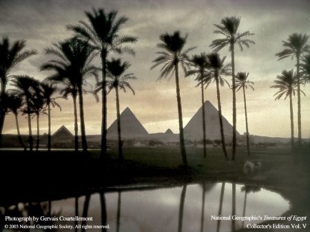 Egypts Pyramids - pyramid, palm trees, desert, egypt