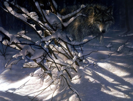 Out of the Darkness - snow, winter, predator, wolf