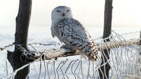 Snow Owl - nature, wildlife, winter, resting, raptor