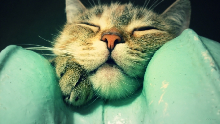 Cat - macro, sleep, dreams, cat