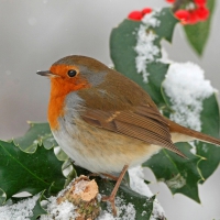 European Robin on Holly