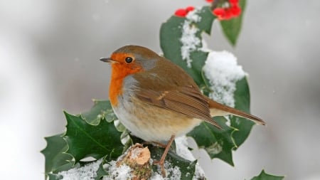 European Robin on Holly