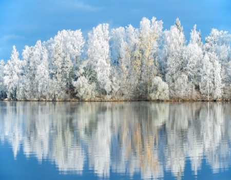 Winter Reflection - nature, lakes, reflections, trees, snow, winter