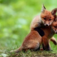 Fox Cubs