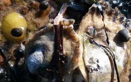 Living at the Edge, II - provincetown, nature, seashell, snail, lowtide, atlantic