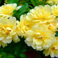 Beautiful Yellow Roses