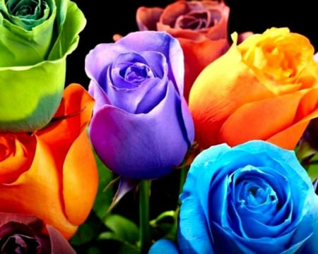 Colorful Rose - flowers, roses, bloom, colorful