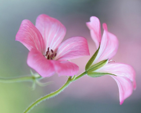 Pretty Pink - nature, flowers, bloom, pink