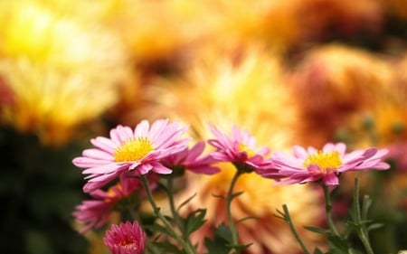 Daisy - flowers, petals, bloom, daisy