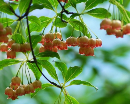 Beautiful Flowers - flowers, leaves, tree, nature