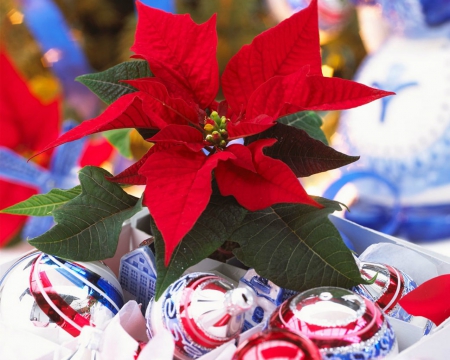 Poinsettia - flowers, Christmas, red, Poinsettia