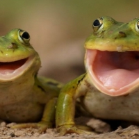 Happy Frogs