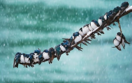 Steady - cute, animals, snow, birds