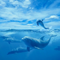 Dolphins