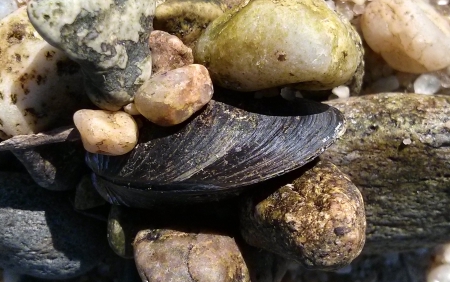 The Little Mussel That Couldn't - beach, seashell, seashore, atlantic, mussels