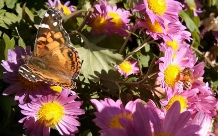 Best Buds for Life - bee, butterfly, insects, flora, botany, flowers