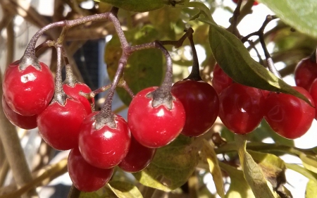 Glenda's Temptation, II - berries, flora, botany, fruit