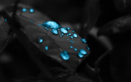 Water Drops - water, leaf, blue, drops