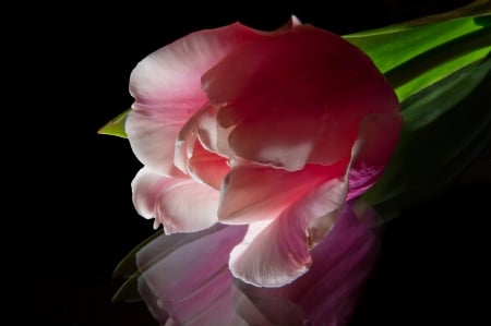 Pink Tulip - beauty, lovely, flower, art, pink, tulip