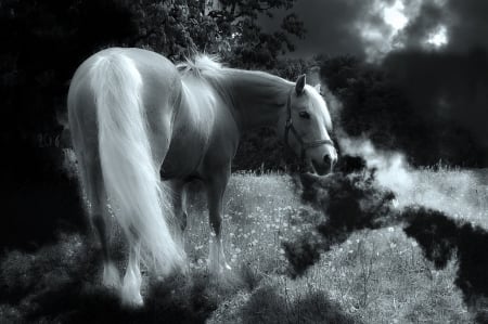 In a Far away land.. - animal, magic, land, beautiful, art, horse