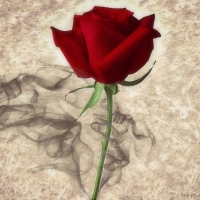 Smoky Rose â™¥