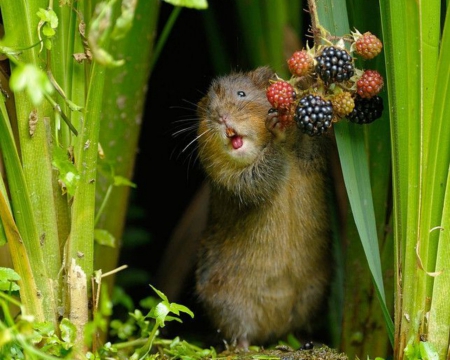 Nice Day - animal, cute, rodent, fruits