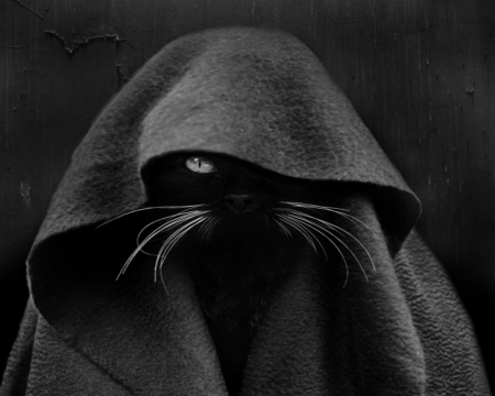 Black Cat - black, animal, hood, cat